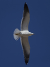 1cy fuscus in August, ringed in Finland. (81365 bytes)